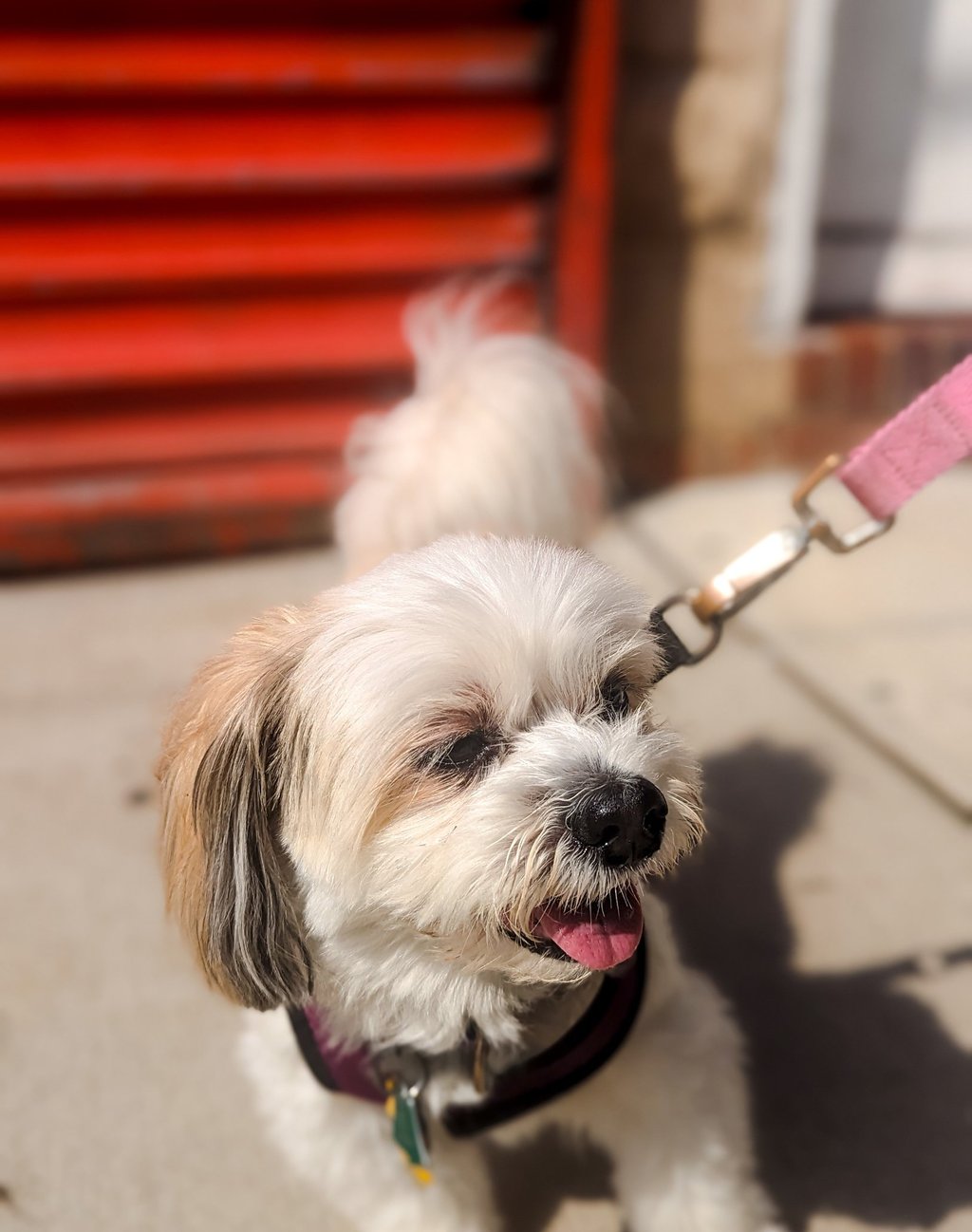 Cheerful dog greeting you for care