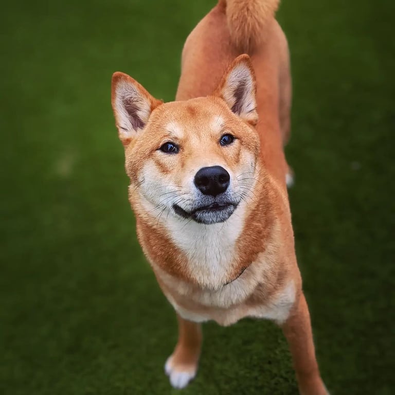 Happy pet enjoying an outdoor adventure