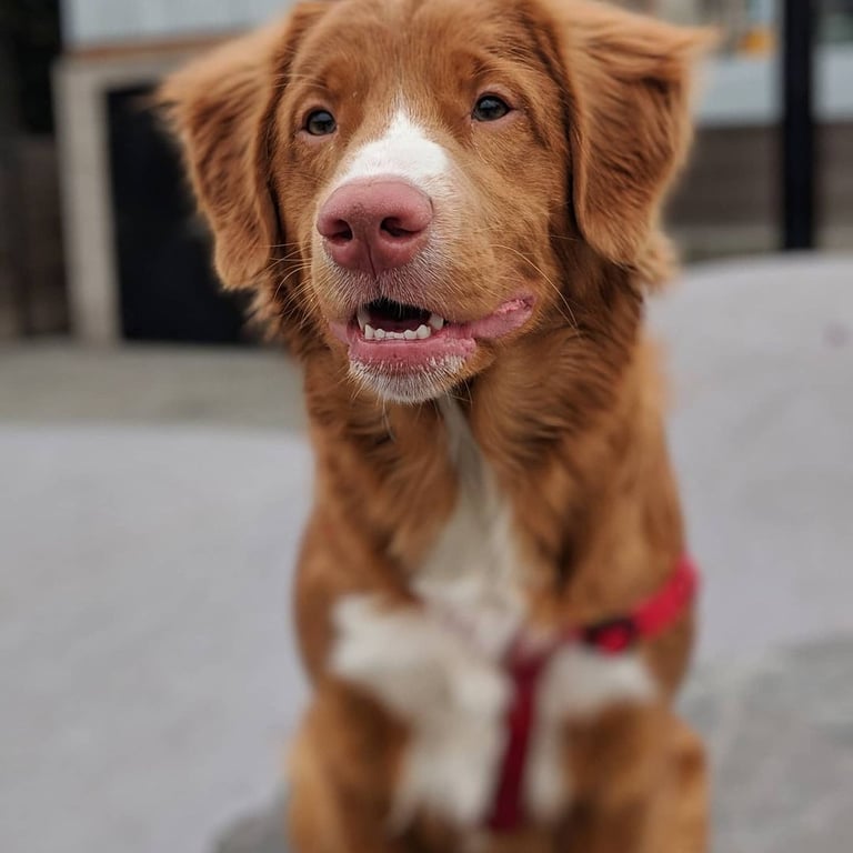 Friendly dog smiling on a neighborhood walk