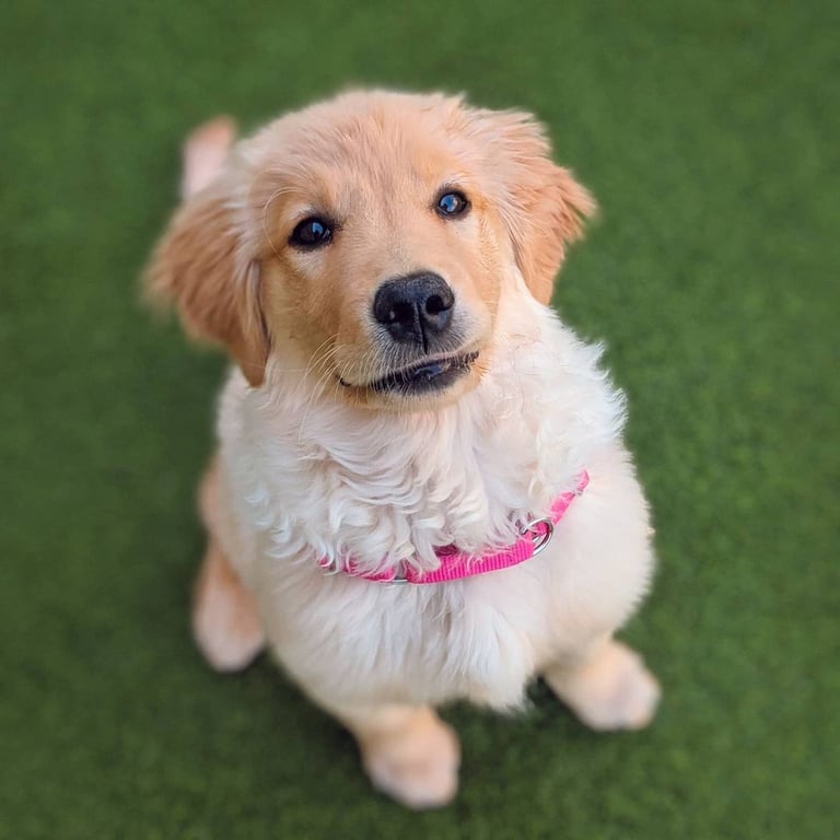 Playful dog with great energy enjoying playtime