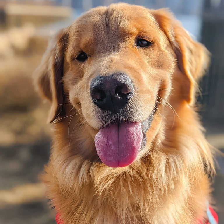 Content and comfortable pet relaxing after a play date