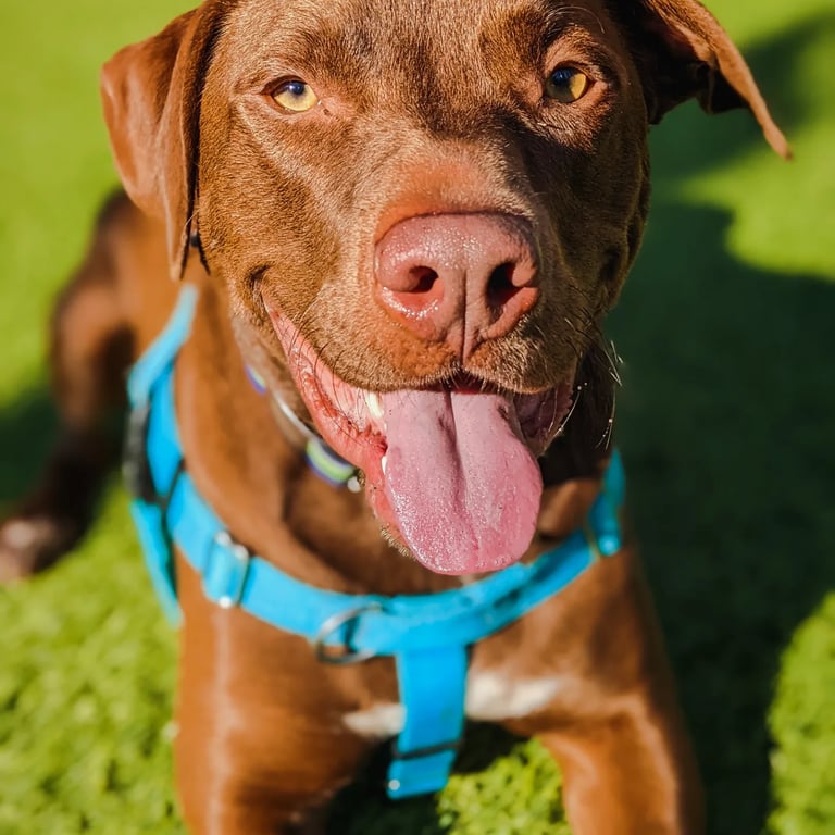 Cute dog enjoying morning sunshine on a brisk walk