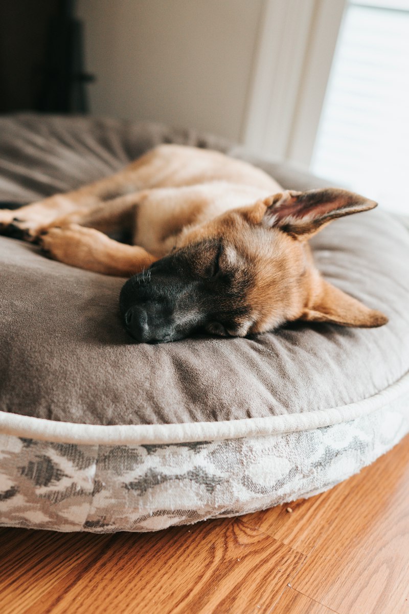 Relaxed German Shepherd lying on a comfortable pet bed