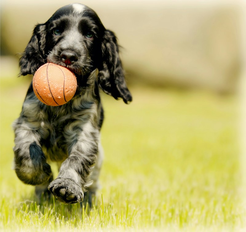 Playful dog with red ball enjoying outdoor play
