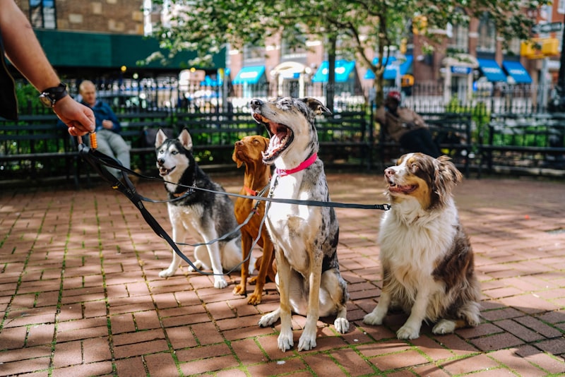 Four happy dogs on a group walk in the park